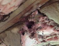 mice-infested-insulation-2