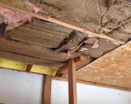 mice-infested-insulation-6